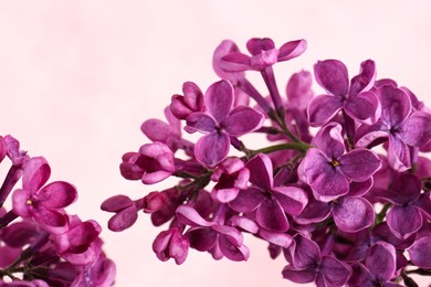 Closeup view of beautiful lilac flowers on light background