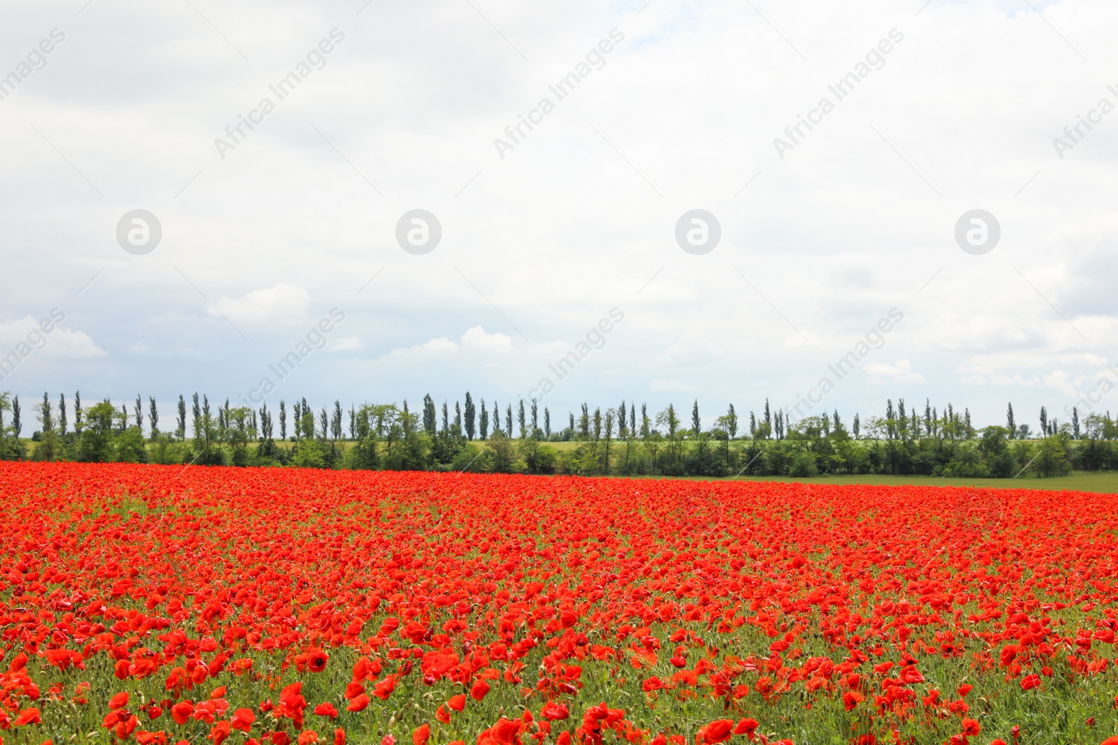 Photo of Beautiful red poppy flowers growing in field