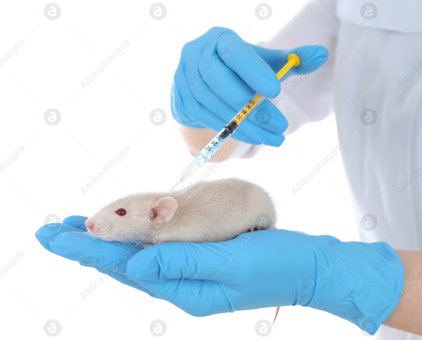 Photo of Scientist with syringe and rat on white background, closeup. Animal testing concept