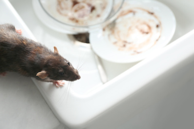 Photo of Rat near kitchen sink with dirty dishes. Pest control