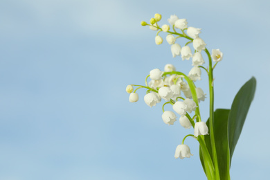 Beautiful lily of the valley flowers against blue sky, closeup. Space for text