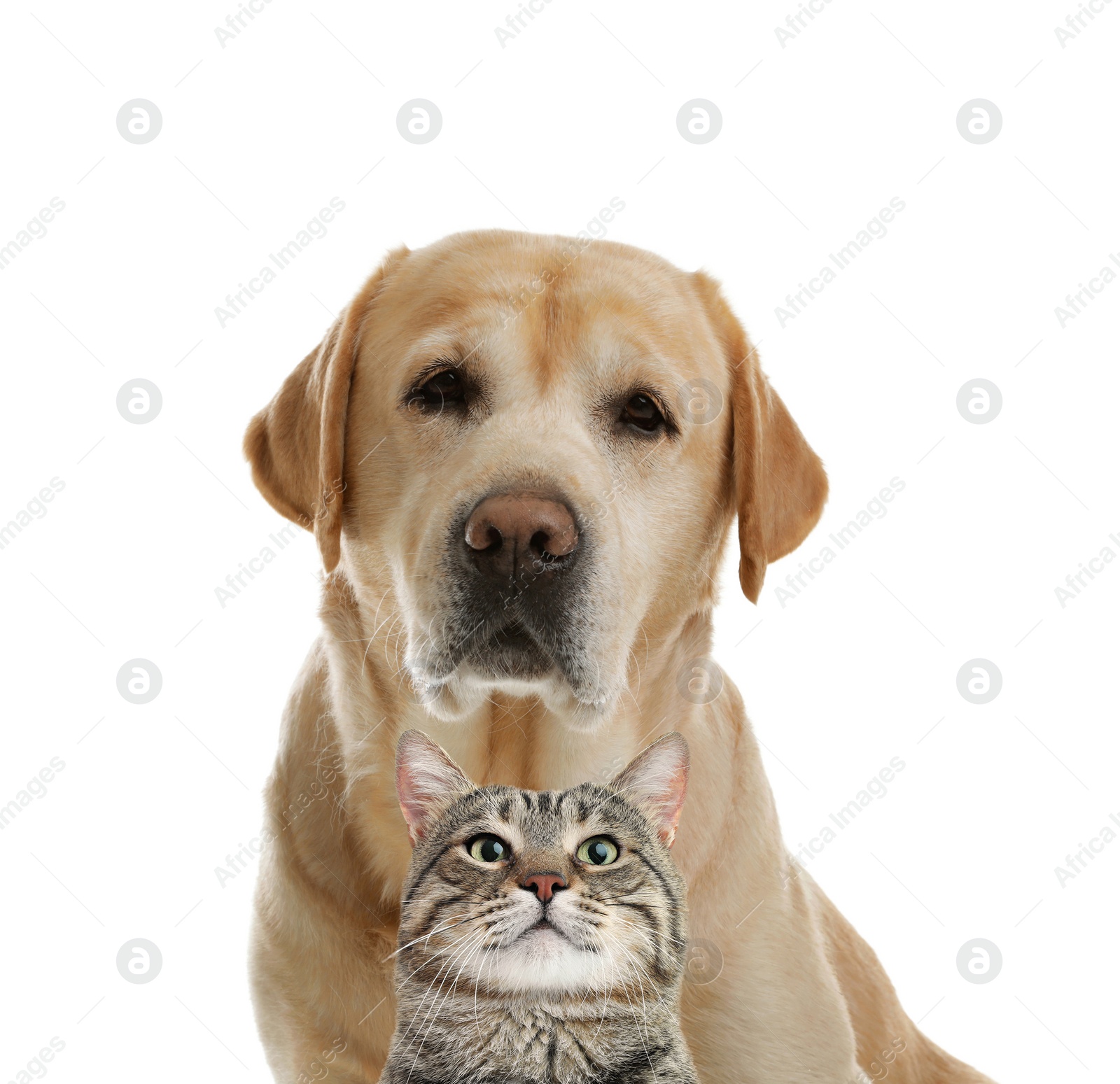 Image of Cute cat and dog on white background. Fluffy friends