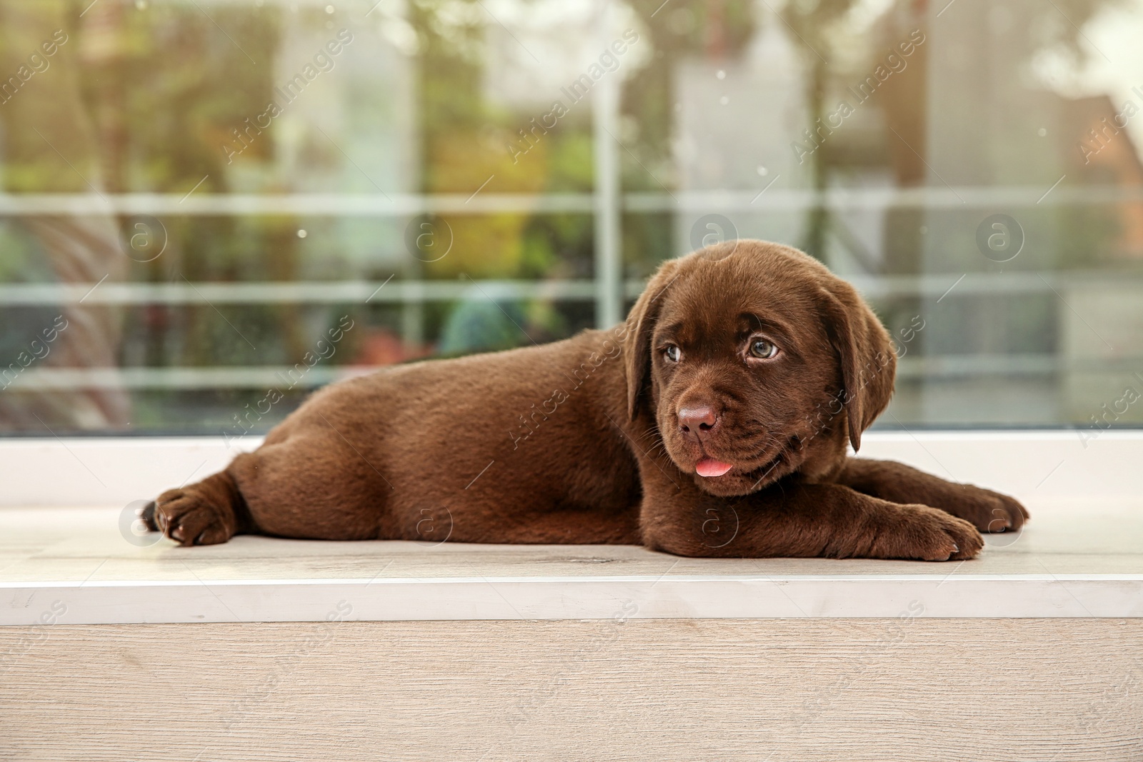 Photo of Chocolate Labrador Retriever puppy on window sill