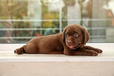 Chocolate Labrador Retriever puppy on window sill