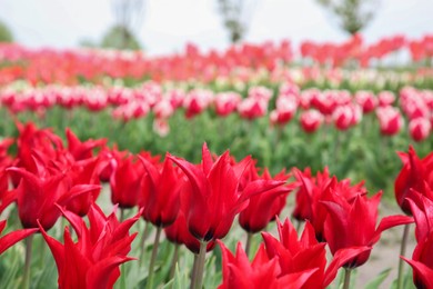 Beautiful red tulip flowers growing in field