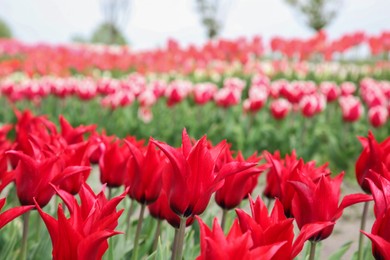 Photo of Beautiful red tulip flowers growing in field