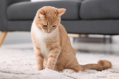 Cute ginger cat sitting on floor at home