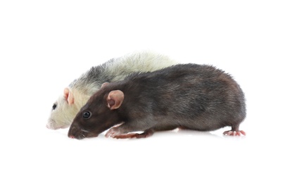 Photo of Cute rats on white background. Small rodent