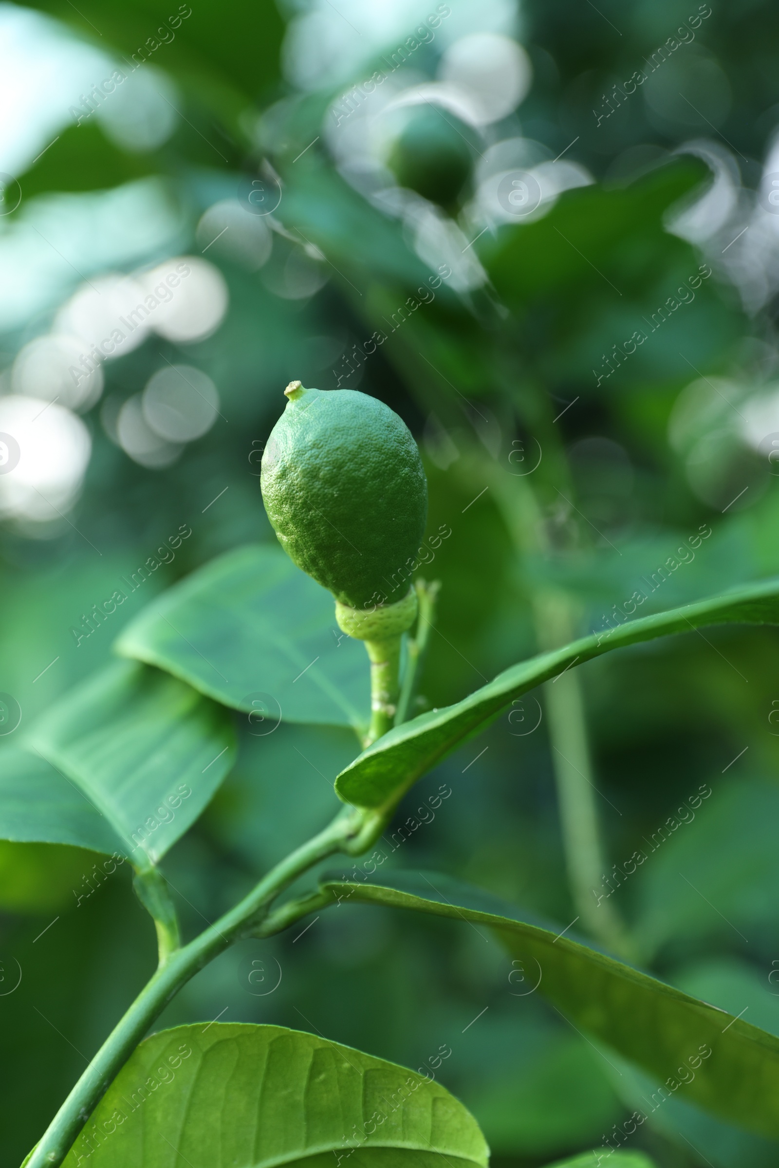 Photo of Unripe citrus fruit growing on tree outdoors, closeup