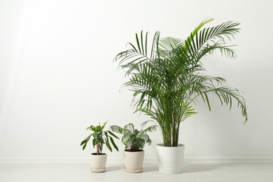 Photo of Tropical plants with lush leaves on floor near white wall