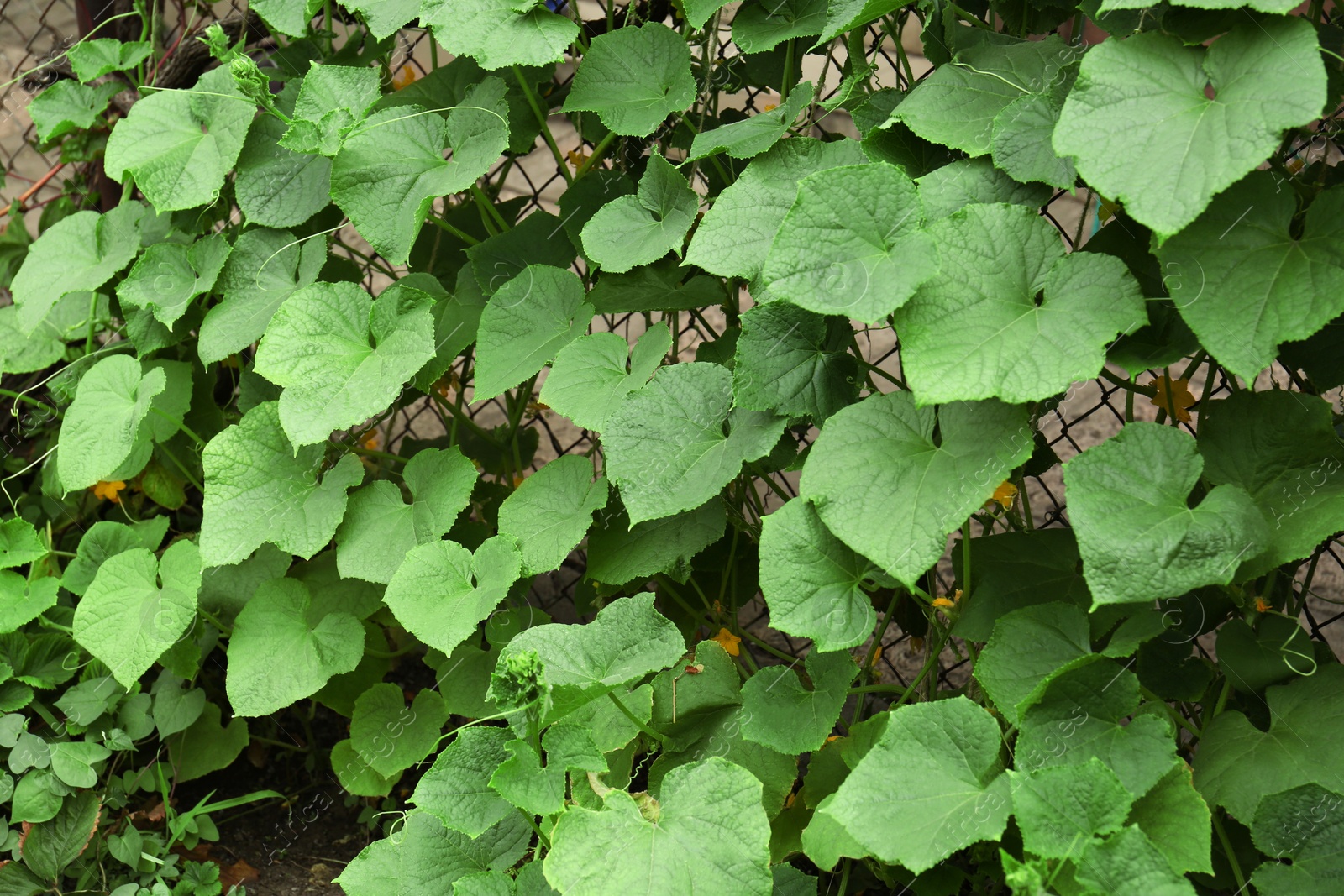 Photo of Cucumber plants on chain link fence outdoors