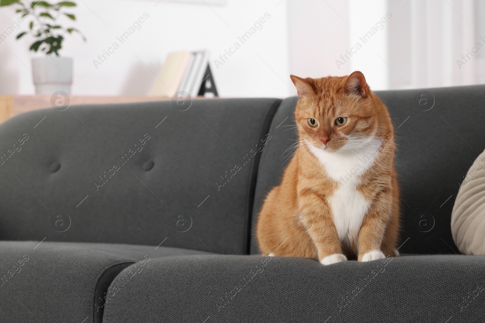 Photo of Cute fluffy ginger cat sitting on sofa at home. Space for text