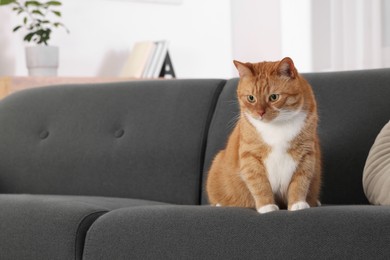 Cute fluffy ginger cat sitting on sofa at home. Space for text
