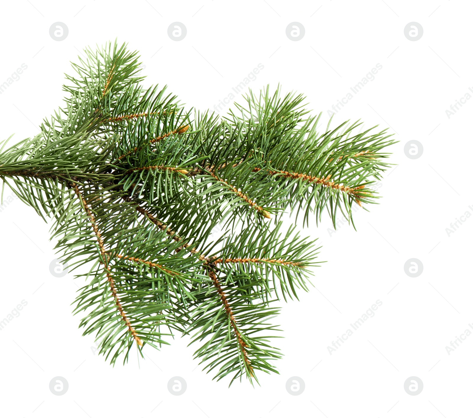 Photo of Branches of Christmas tree on white background