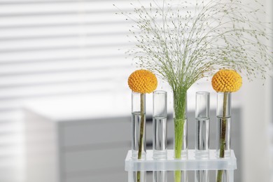 Test tubes with different plants in laboratory, closeup. Space for text