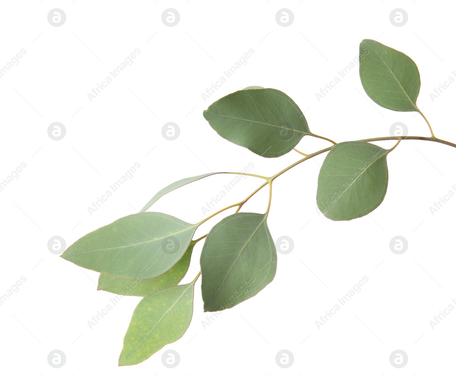 Photo of Eucalyptus branch with fresh green leaves on white background