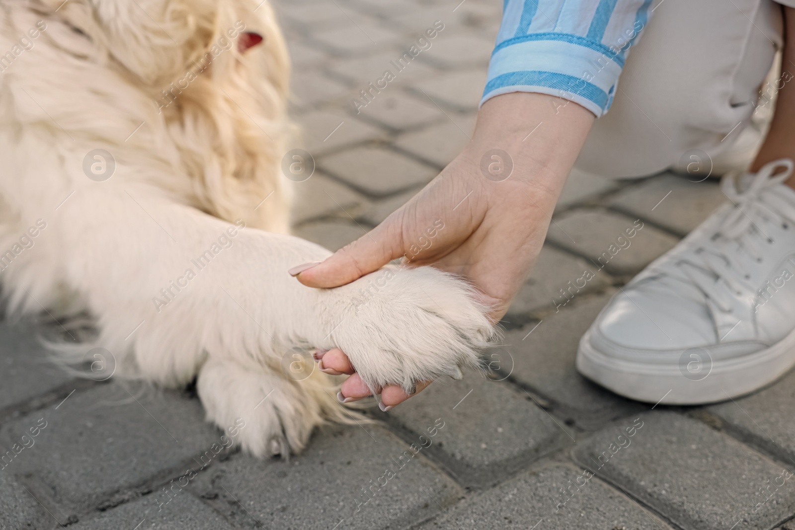 Photo of Woman holding dog's paw on city street, closeup