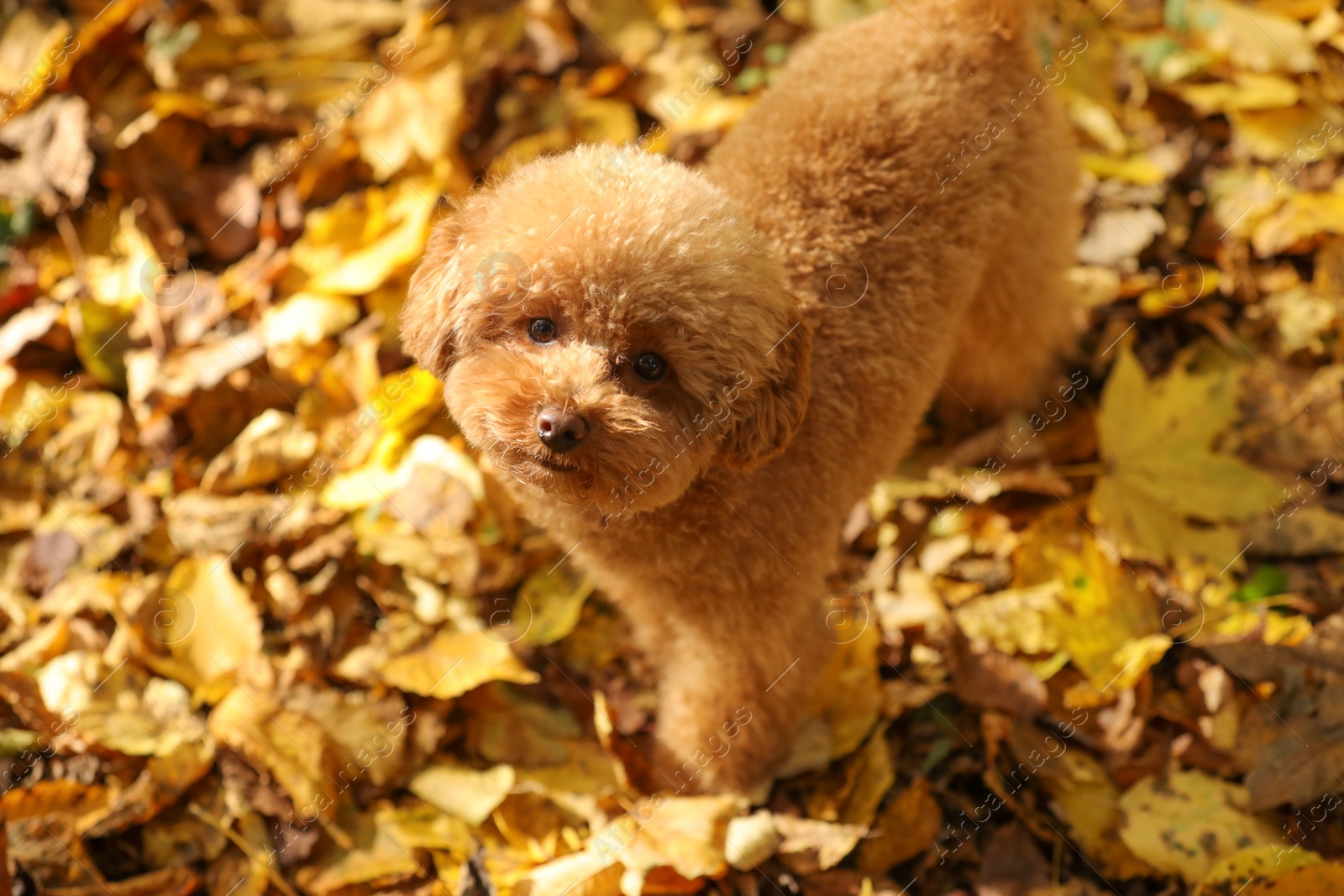 Photo of Cute Maltipoo dog in autumn park, above view