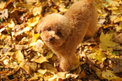 Cute Maltipoo dog in autumn park, above view