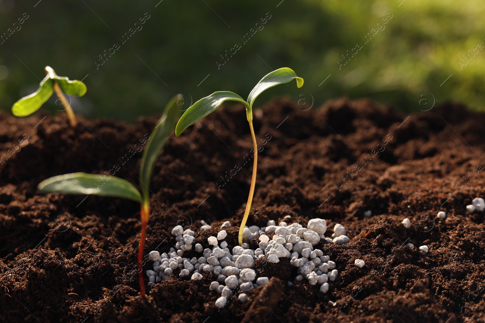 Photo of Young sprouts growing in soil with granulated fertilizer outdoors, closeup