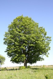 Photo of Beautiful tree growing outdoors on sunny day