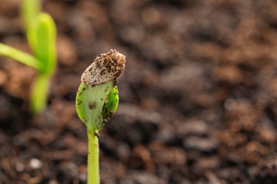Photo of Little green seedling growing in fertile soil, closeup. Space for text