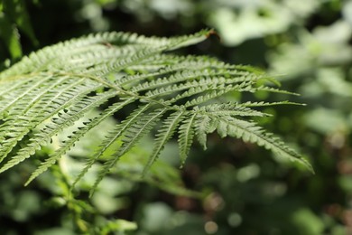 Photo of Beautiful green fern leaf on blurred background, closeup view