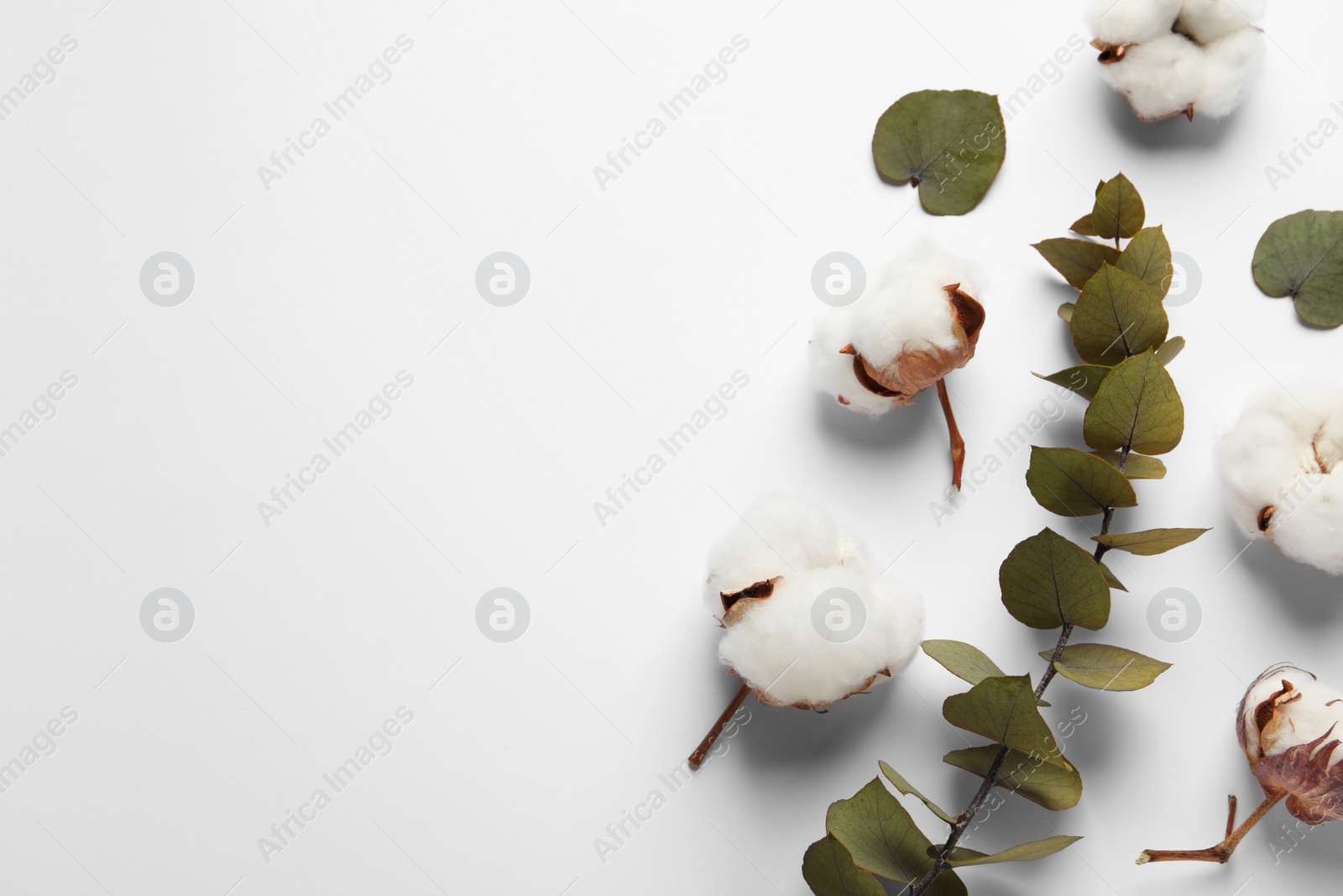 Photo of Fluffy cotton flowers and leaves on white background, flat lay. Space for text