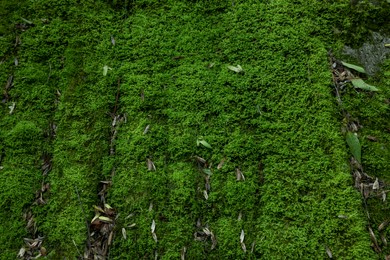 Stone wall overgrown with green moss outdoors, closeup