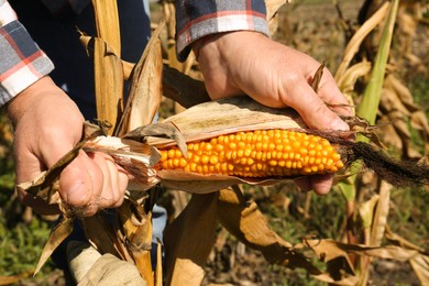 Photo of Man picking delicious ripe corn in field, closeup