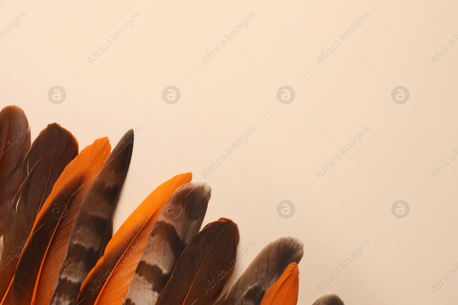 Photo of Many different bird feathers on beige background, flat lay. Space for text