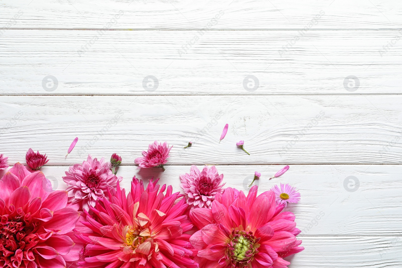 Photo of Flat lay composition with beautiful dahlia flowers and space for text on wooden background