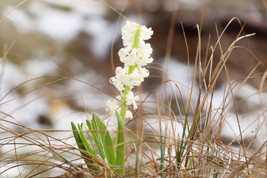 Photo of Beautiful white blooming hyacinth growing outdoors. First spring flower