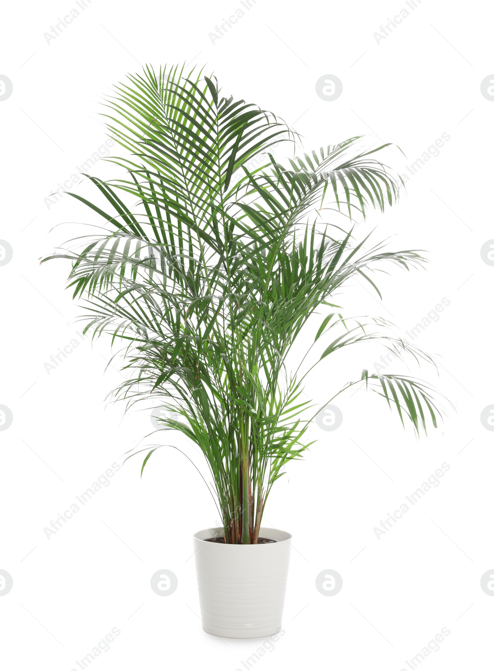 Photo of Pot with Ravenea rivularis plant isolated on white. Home decor