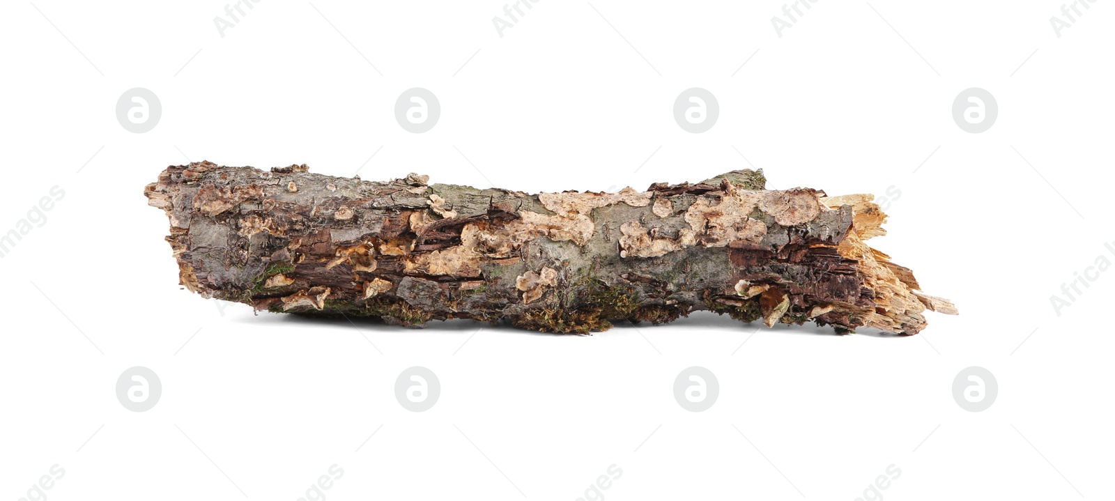 Photo of Old dry tree branch isolated on white