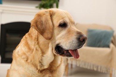 Cute Golden Labrador Retriever at home, closeup view