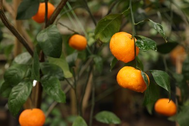Photo of Tangerine tree with ripe fruits in greenhouse