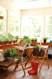 Seedlings, rubber boots and gardening tools in shop