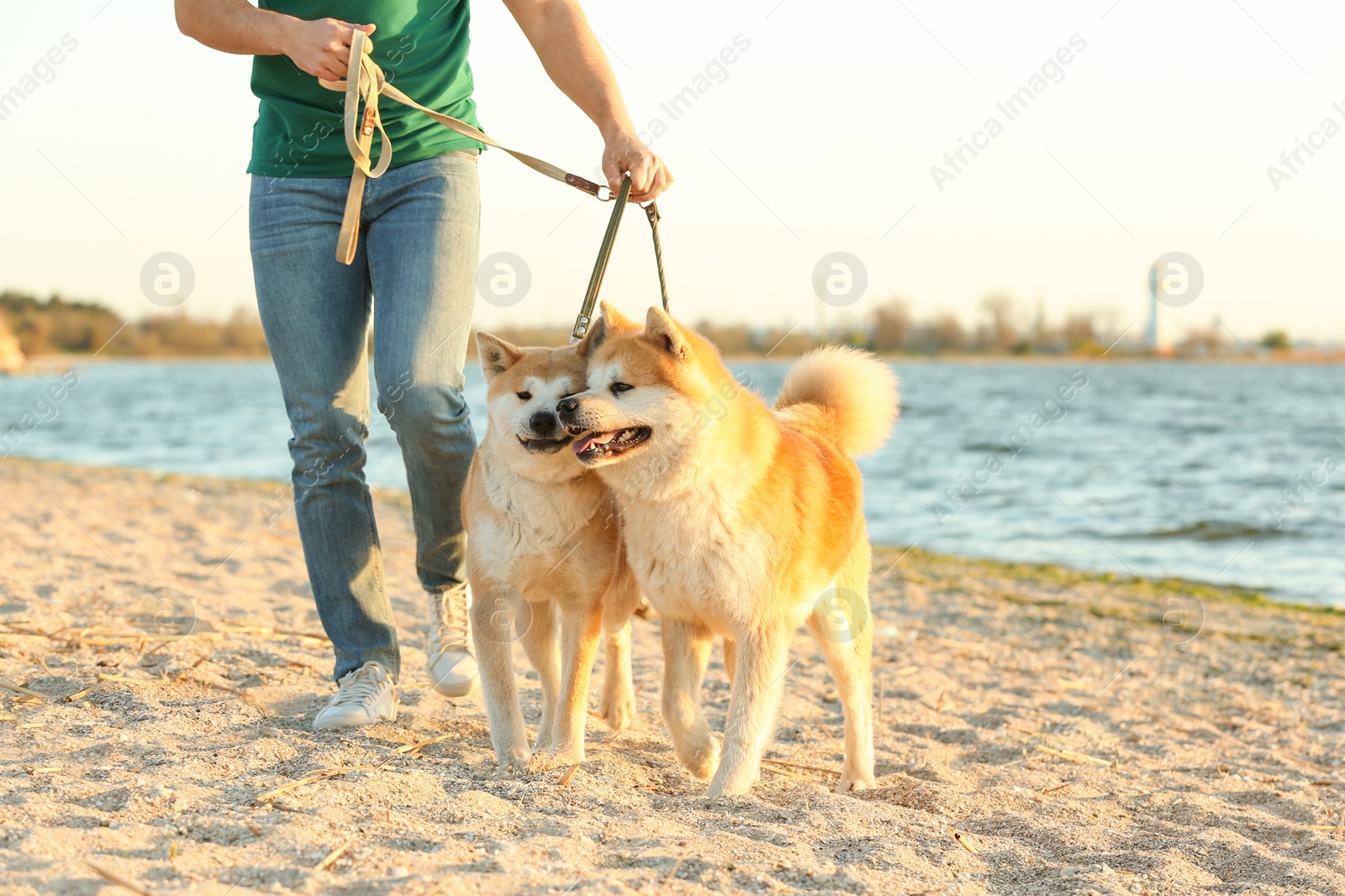 Photo of Young man walking his adorable Akita Inu dogs near river