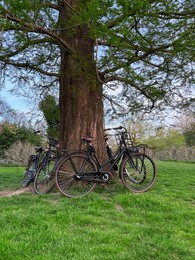 Photo of Many bicycles near tree in green park