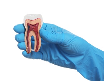 Photo of Dentist holding educational model of tooth in hand on white background