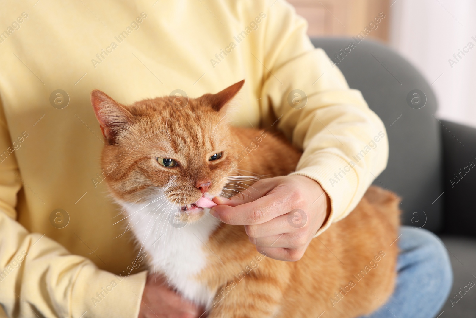 Photo of Woman giving vitamin pill to cute ginger cat on couch indoors, closeup