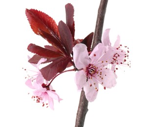 Photo of Spring tree branch with beautiful blossoms isolated on white