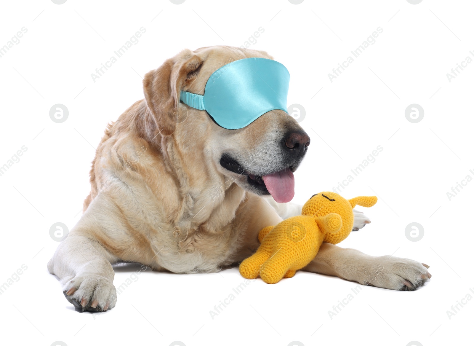 Photo of Cute Labrador Retriever with sleep mask and crocheted bunny resting on white background