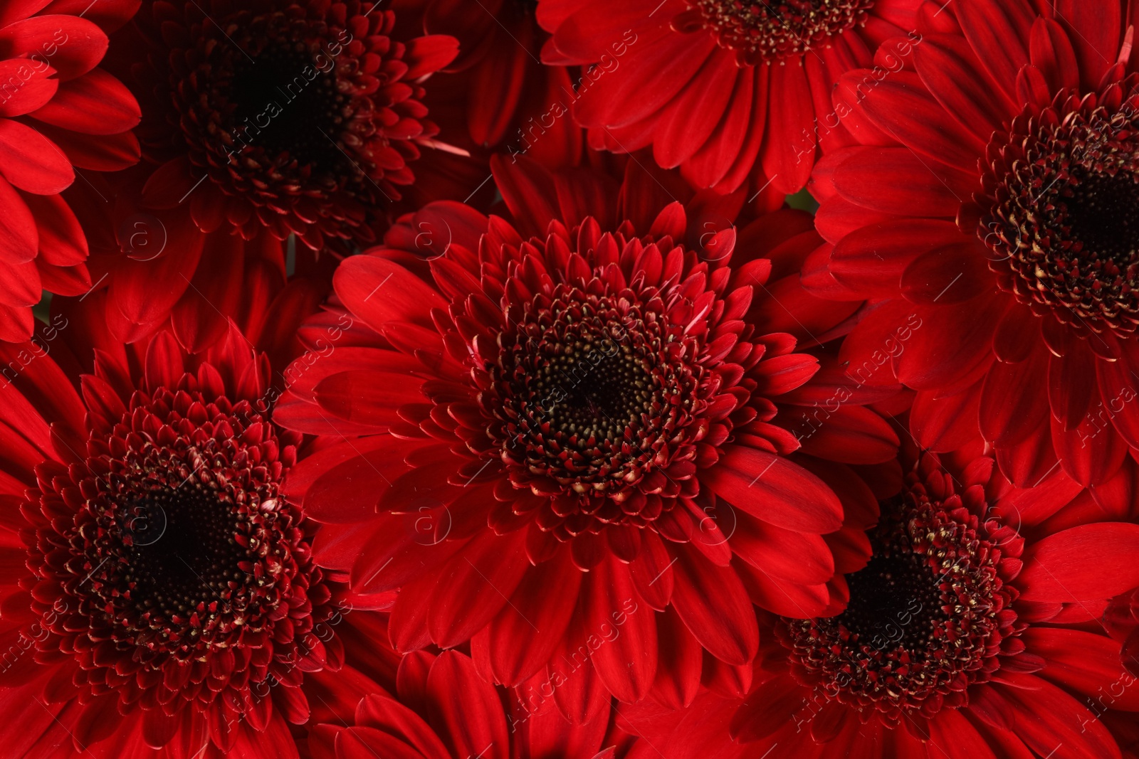 Photo of Bouquet of beautiful red gerbera flowers as background, closeup