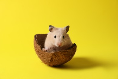 Adorable hamster in coconut shell on yellow background