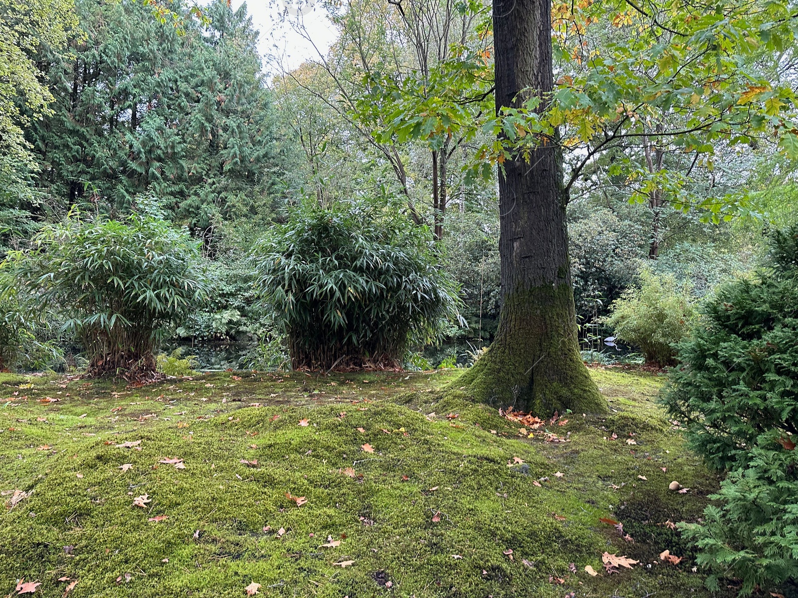 Photo of Bright moss on ground, trees and other plants in park