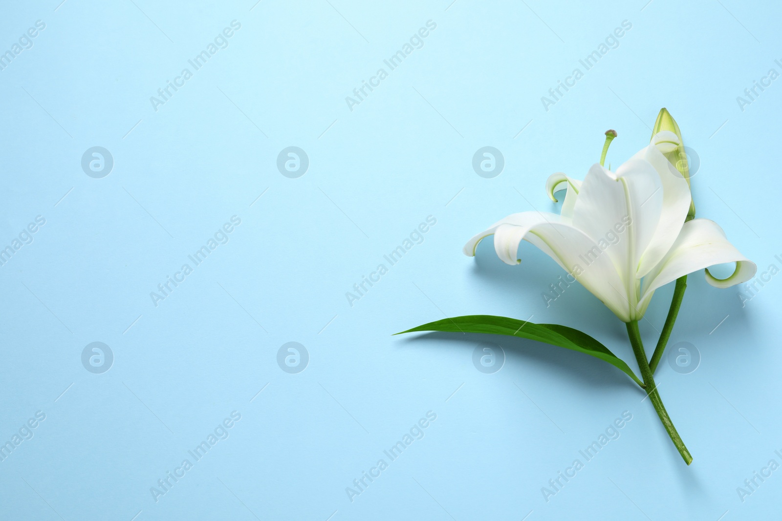 Photo of Beautiful white lily flower on light blue background, top view. Space for text