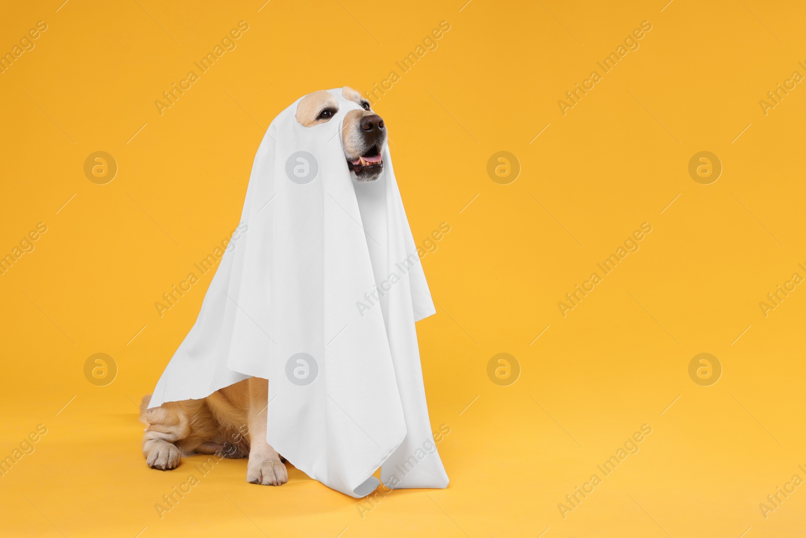 Photo of Cute Labrador Retriever dog wearing ghost costume on orange background, space for text. Halloween celebration