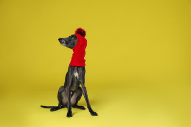 Photo of Italian Greyhound dog wearing funny hat on yellow background. Space for text